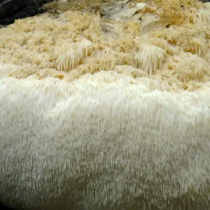 Lion’s Mane Mushroom, Hericium erinaceus