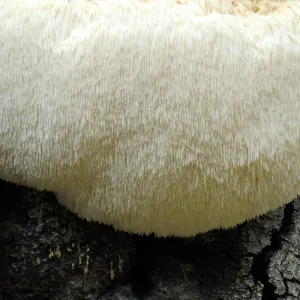 Lion’s Mane Mushroom, Hericium erinaceus