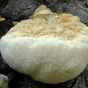 Lion’s Mane Mushroom, Hericium erinaceus