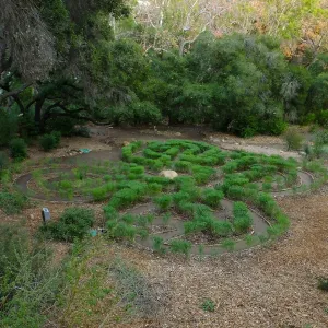 Centennial Maze