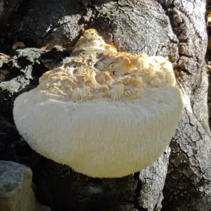 Lion’s Mane Mushroom, Hericium erinaceus