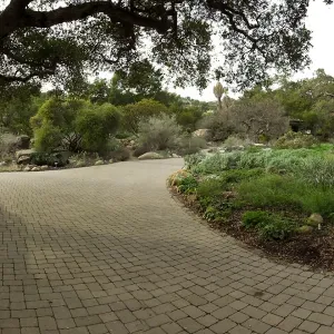 Plein Air artist Chris Potter working at SBBG