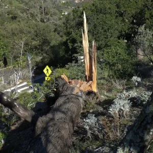 Last Sargent’s Cypress felled by 60mph winds January 31 2016