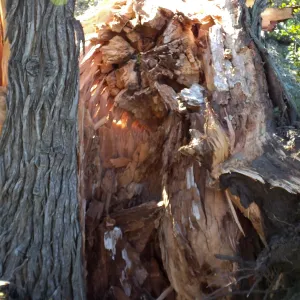 Last Sargent’s Cypress felled by 60mph winds January 31 2016