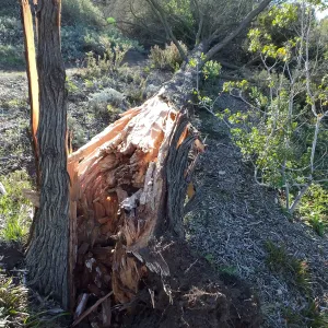 Last Sargent’s Cypress felled by 60mph winds January 31 2016