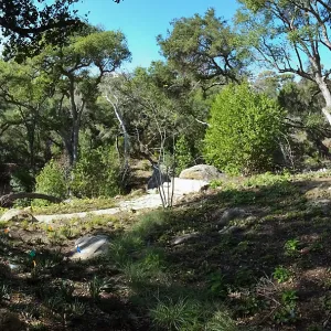 Wooded Dell