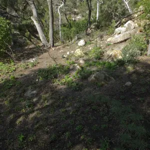 Wooded Dell