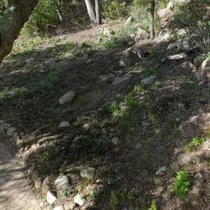 Wooded Dell