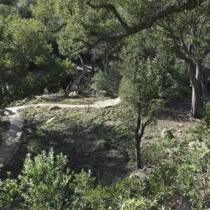 Wooded Dell