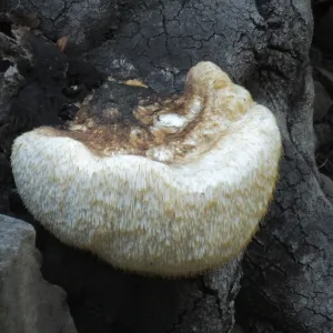 Lion’s Mane Mushroom, Hericium erinaceus
