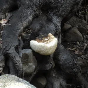 Lion’s Mane Mushroom, Hericium erinaceus