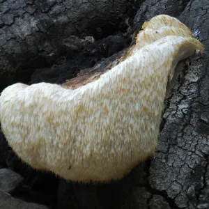 Lion’s Mane Mushroom, Hericium erinaceus