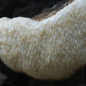 Lion’s Mane Mushroom, Hericium erinaceus