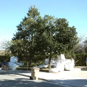 Island Oaks at 299 Palm Avenue, prior to relocation to the entrance of the new Island Section at the Pritzlaff Conservation Center