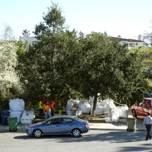 Island Oaks at 299 Palm Avenue, prior to relocation to the entrance of the new Island Section at the Pritzlaff Conservation Center