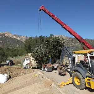 Installation of Island Oaks, flanking the entrance to the new Island Section at the Pritzlaff Conservation Center