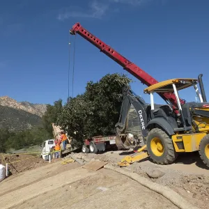 Installation of Island Oaks, flanking the entrance to the new Island Section at the Pritzlaff Conservation Center