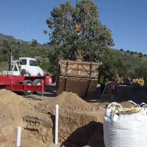 Installation of Island Oaks, flanking the entrance to the new Island Section at the Pritzlaff Conservation Center