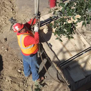 Installation of Island Oaks, flanking the entrance to the new Island Section at the Pritzlaff Conservation Center
