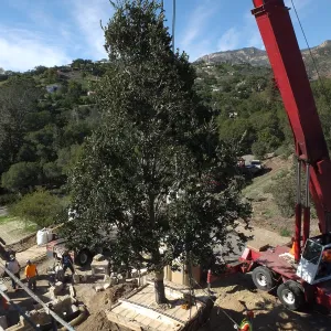 Installation of Island Oaks, flanking the entrance to the new Island Section at the Pritzlaff Conservation Center