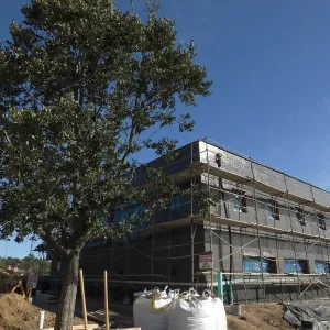 Installation of Island Oaks, flanking the entrance to the new Island Section at the Pritzlaff Conservation Center