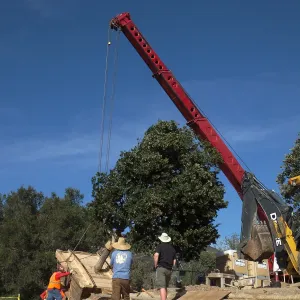 Installation of Island Oaks, flanking the entrance to the new Island Section at the Pritzlaff Conservation Center