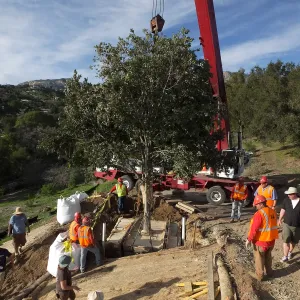 Installation of Island Oaks, flanking the entrance to the new Island Section at the Pritzlaff Conservation Center