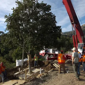 Installation of Island Oaks, flanking the entrance to the new Island Section at the Pritzlaff Conservation Center