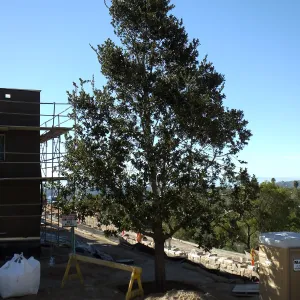 After installation of Island Oaks, flanking the entrance to the new Island Section at the Pritzlaff Conservation Center