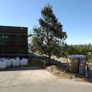 After installation of Island Oaks, flanking the entrance to the new Island Section at the Pritzlaff Conservation Center
