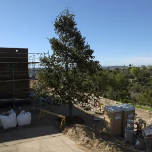 After installation of Island Oaks, flanking the entrance to the new Island Section at the Pritzlaff Conservation Center