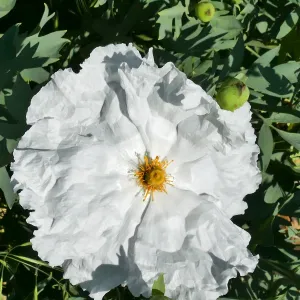Matilija poppy on the Porter Trail