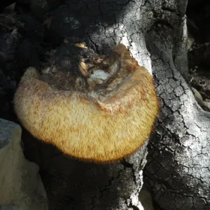 Lion’s Mane Mushroom, Hericium erinaceus