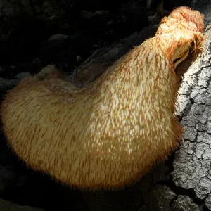 Lion’s Mane Mushroom, Hericium erinaceus