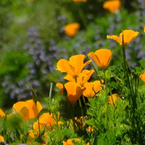 Poppies in Groundcover Section