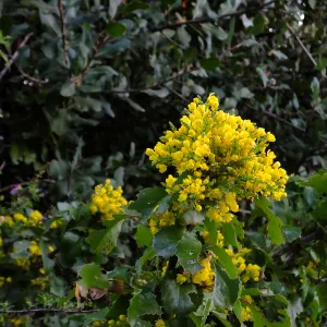 Island Barberry at the Clara Small Smith Steps
