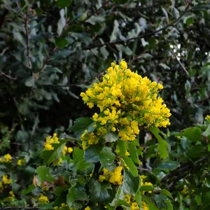 Island Barberry at the Clara Small Smith Steps