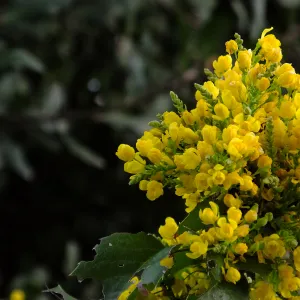 Island Barberry at the Clara Small Smith Steps