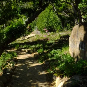 Wooded Dell, looking down Campbell Trail