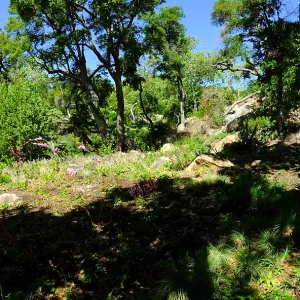 Wooded Dell panorama