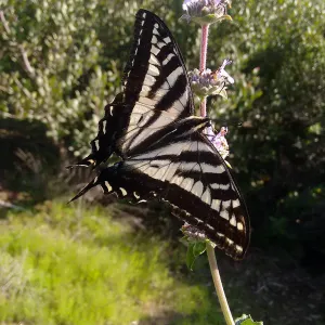 Swallowtail butterfly, genus Papilio