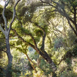 2016 Santa Barbara Beer Garden Event