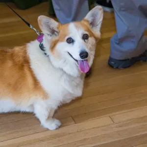 2016 Santa Barbara Beer Garden Event, Jess Parker and Robyn Parker Corgi