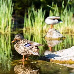 Ducks in pond