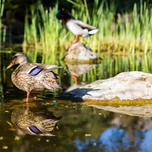 Ducks in pond