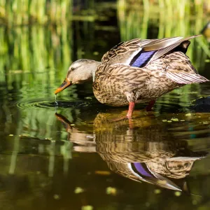 Ducks in pond