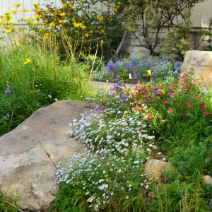 Home rain garden