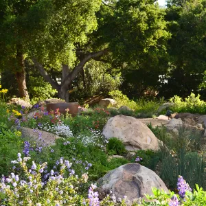 Home rain garden