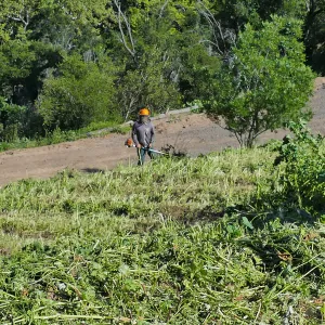 Tony Lee cutting weeds on the East Slope