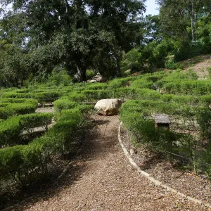 Centennial Maze